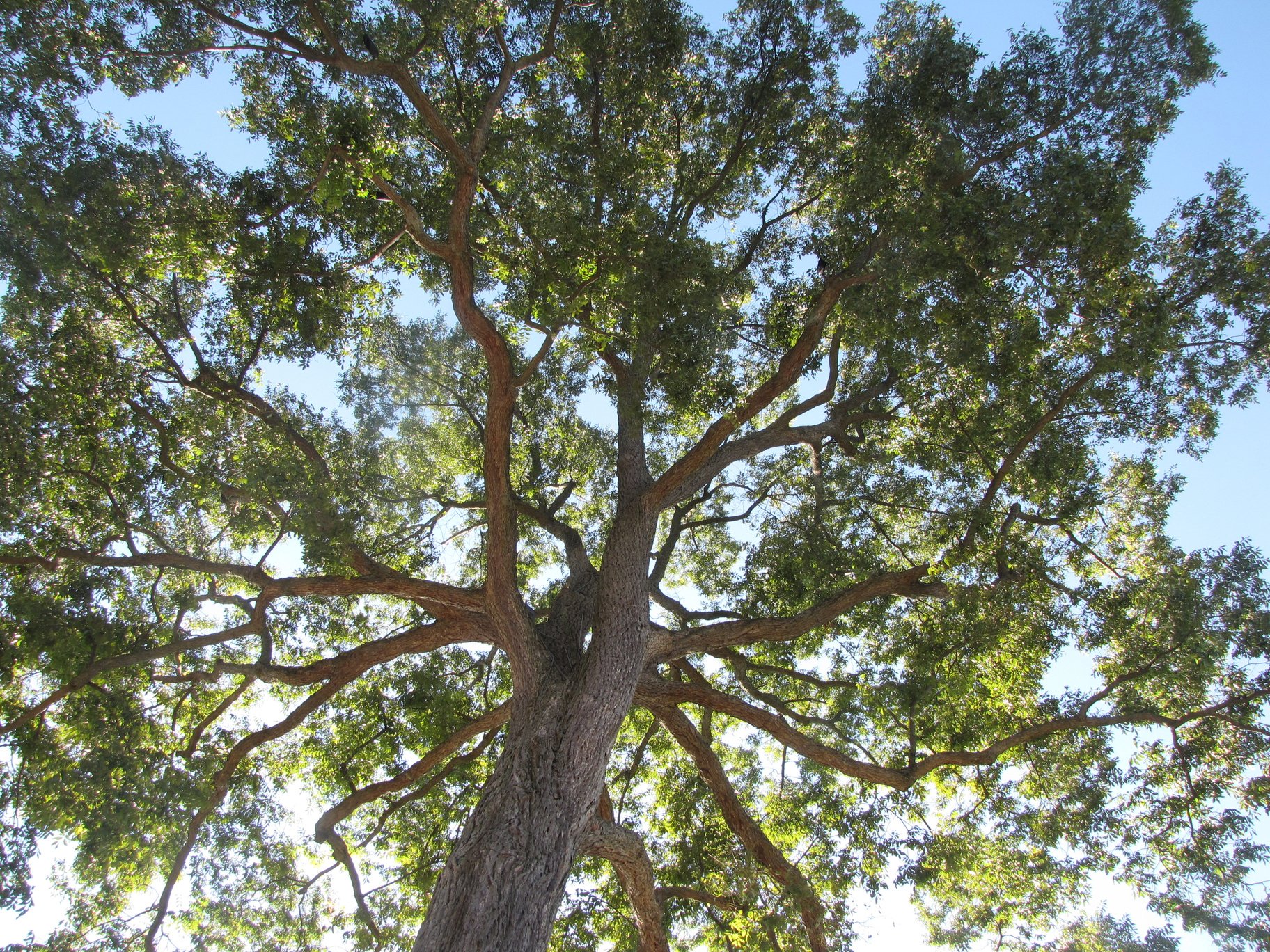 Pecan Tree Canopy